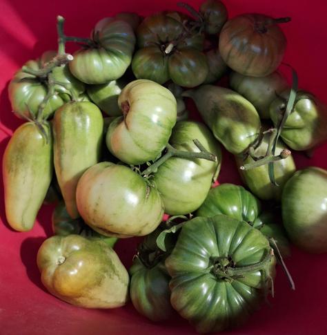 A heap of green tomatoes in a red bucket. Some tomatoes are big round slicers; some are long thin plum tomatoes.