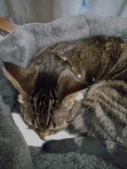 Pax, our brown tabby cat with white markings, is fast asleep, curled up in her grey cat bed.  Her head is resting gently on her two white hind legs.