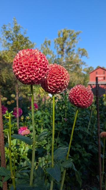Three peach-colored pom-pom dahlias in a flower garden on a clear, sunny autumn day. In the background, a red flour mill can be seen.