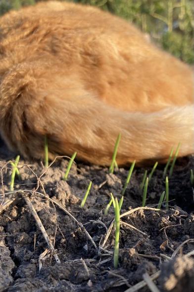 Several shoots of light green oats emerging from bare soil.   Just beyond oats is the the tail of an orange cat.
