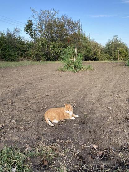General view of the new planting.  The orange and white cat is no doubt smashing a few baby plants (they are pretty tough).  In the center of the area is a volunteer tomato  plant that has been my main source of tomatoes for the last 3 weeks.