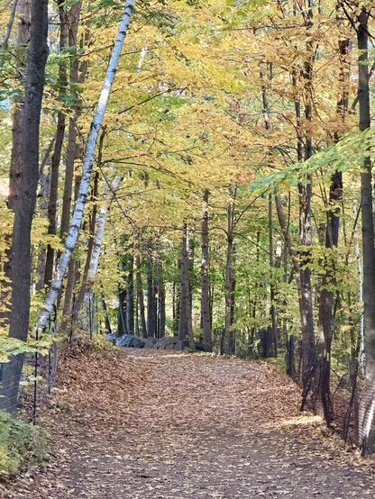 Un chemin sur le Mont-Royal avec des feuilles jaunies par l'automne.
