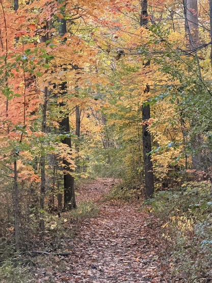 Un chemin sur le Mont-Royal avec des feuilles jaunies par l'automne.