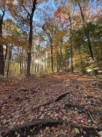 Un chemin sur le Mont-Royal avec des feuilles jaunies par l'automne. Avec le soleil à contre-jour.