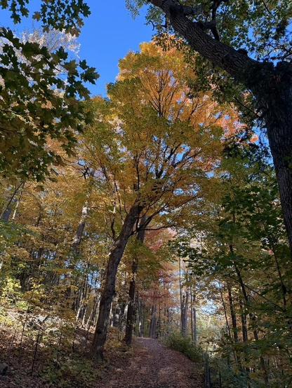 Un chemin sur le Mont-Royal avec des feuilles jaunies par l'automne.