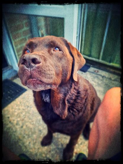 Elaborate alt text by AI and I:
A warmly edited photo of Arwen, a beautiful chocolate Labrador Retriever, taken in July 2022. She sits in front of a glass door on a small balcony, gazing upward with soulful, expectant eyes, her muzzle slightly greyed with age. The sunlight highlights her rich brown fur and kind expression as she focuses intently on the treat being held just above the camera — a familiar moment of quiet connection and love. The textured vignette border adds a nostalgic, almost painterly tone to the image, enhancing its emotional depth. In the corner, part of a person’s leg is visible — the photographer, sitting on their balcony where they shared many peaceful moments together. This tender snapshot captures Arwen’s gentle spirit and loving devotion, made even more poignant by knowing she passed away in July 2025. She is deeply loved and dearly missed.