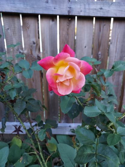 a beautiful rose with darker pink petals around the outside, and lighter pink petals towards the inside. the center of the rose is yellow.  green rose bush leaves underneath, and a wooden fence behind