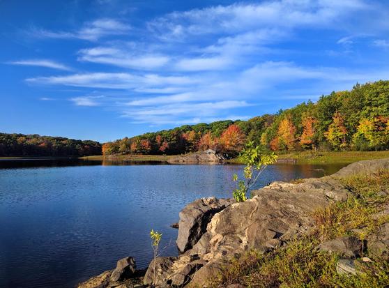 A deep blue October sky with hazy thin clouds. Standing beside a coarse surfaced gray rock outcrop on the shoreline of a cove on a large lake. A similar rock outcrop rises near the far side of the cove. Thanks to thin sediment deposits, a leafy green ground-hugging plant covers much of the top of our rock and a pair of leafy green shrubs cling to its surface. The forest surrounding the lake has barely started turning autumn colors with the exception of maple trees scattered liberally along the far shoreline. These are decked out in bright oranges, reds and golds.