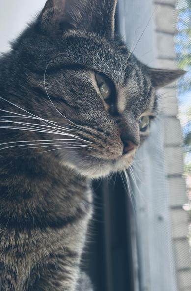 my tabby cat, frankie, peering out of the window of a tab building.