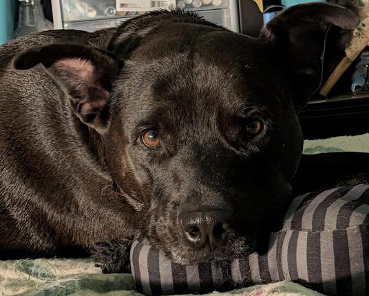 Cazador, a black pitbull mix with soulful amber eyes and funky ears, lovingly watching me while I bead. He's laying on an old blanket meant just for my doggos and is using a Wednesday (TV show) themed dog bone toy as a headrest.