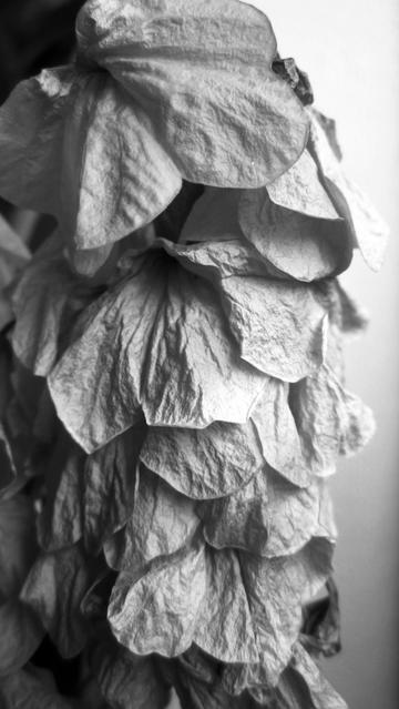 Fotografía macro en blanco y negro de una flor marchita