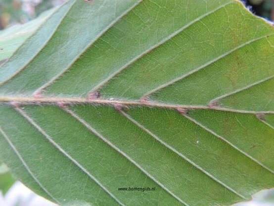 Photo of treespecies Ulmus glabra : Category is photo of discerning trait
