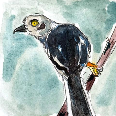 A white/light gray headed bird with bright yellow eyes, shiny black beak and mostly black body, save for some white details on the wings and tail, and it's bright orange feet. It's perched on a thin branch and is looking over its shoulder.