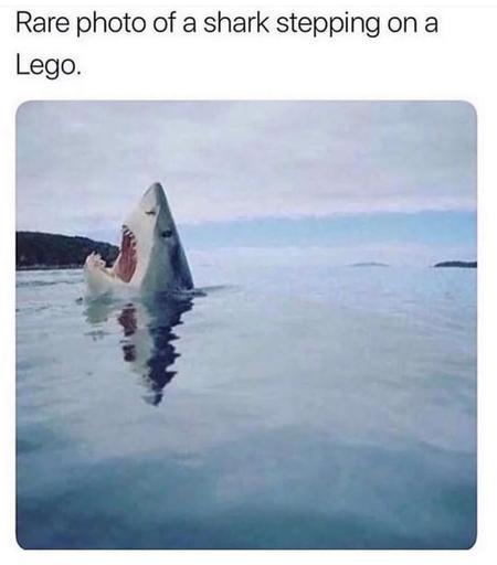 Image of a great white shark leaping out of the water, mouth open wide like it’s shrieking, captioned as if the shark stepped on a Lego and is now crying like a giant aquatic baby with a hurt footsie wootsie.