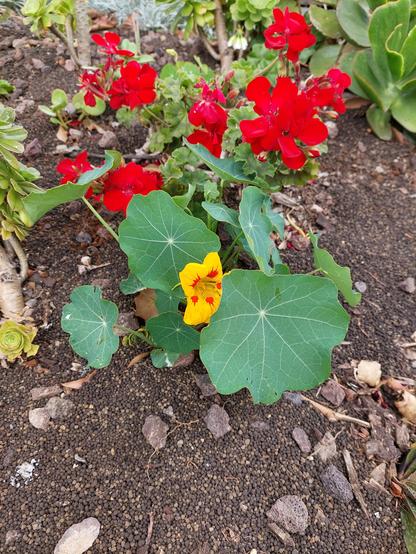 1 small plant in the foregroundwith roundish green leaves and 1 yellow flower with dashes of red close to the centre. The plant is surrounded by brown soil and pebbles. Behind the plant is another small plant of a different type with plain red flowers