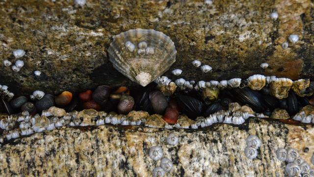 A photo of a gap between two large rocks that is filled with mussels, barnacles, periwinkles, and a limpet.