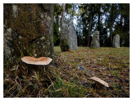 En liggande bild på tre svampar vid en domarring, en järnåldersgrav i form av resta stenar, förmodligen inte originalsättning enligt information på en skylt. Två större ljusbruna svampar i förgrunden och en liten röd flugsvamp vid den närmsta stenen. Mycket barr på marken.