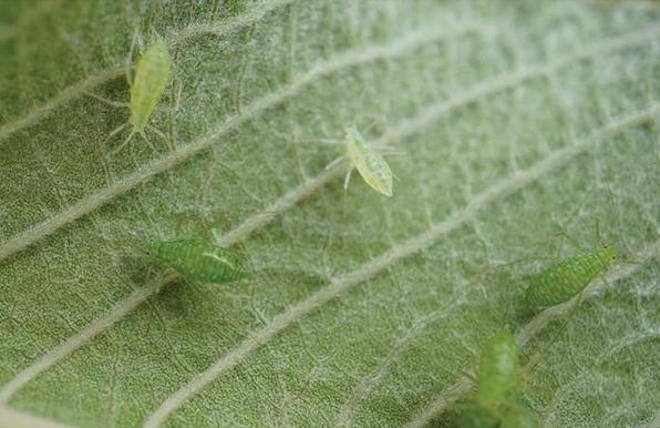 Apterae of Indomasonaphis polygoni feeding on the underside of leaves of Polygonum sp.