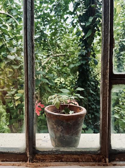 Une fenêtre d’atelier en métal prise de l’intérieur. Un pot avec une plante aux feuilles rouges et vertes est posé sur le rebord extérieur devant des lilas couvert de lière.