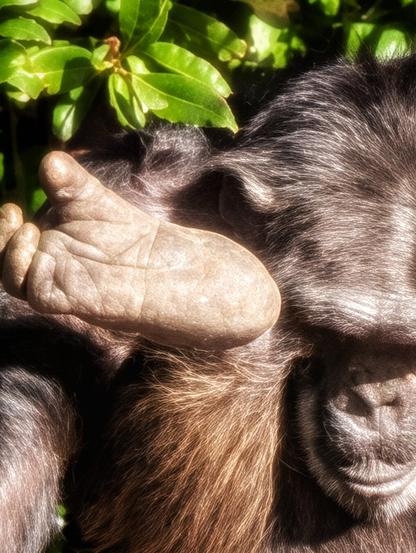 A very close-up, vertical portrait of a chimpanzee with dark fur, resting its large, lighter-skinned hand over its face and chin. Green leaves are visible in the bright sunlight at the top left, providing a background for the deep brown and black fur of the ape. The overall mood is intimate and contemplative.