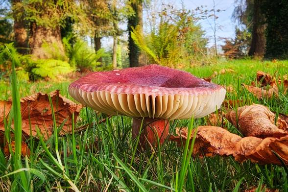 A very low-angle, close-up photograph of a bright, reddish-purple capped mushroom with pale cream gills, rising out of bright green grass. The stem is a deep red. Brown, dried autumn leaves rest on the grass around the base of the mushroom, and the background is a sun-dappled, soft-focus forest floor with ferns and tree trunks. The lighting is natural and warm.