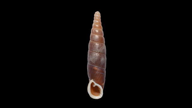 Holotype of Miraphaedusa xihuashida.