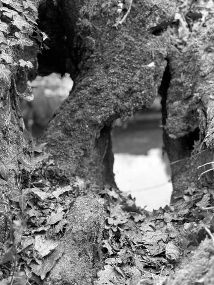 Close-up of the base of a tree trunk with two large holes. (Version françæ) Grox plan sur læ base dal tronc d’æn arbre avec deux groz trous.