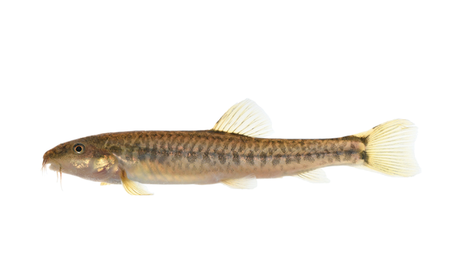 Living photo of the holotype of Yunnanilus mentibarbatus.