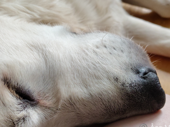 Nos och öga på sovande Golden retrievervalp.