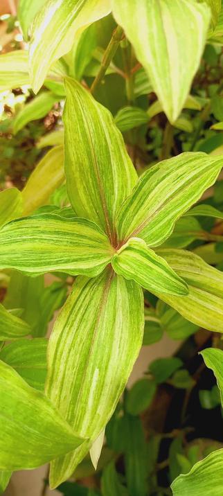 Commelina Moonlight with green and yellow streaked leaves
