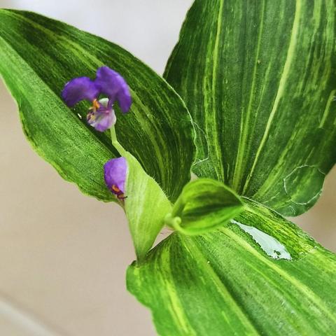 Commelina Moonlight with green and yellow streaked leaves and a purple flower