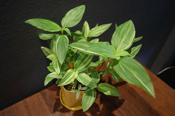 Commelina Moonlight with green and yellow streaked leaves