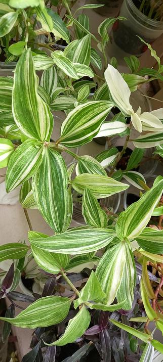 Commelina Moonlight with green and yellow streaked leaves