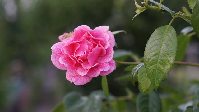 Rosa Rosenblüte
