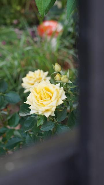 Zwei offene, gelbe Blüten, daneben 3 Knospen