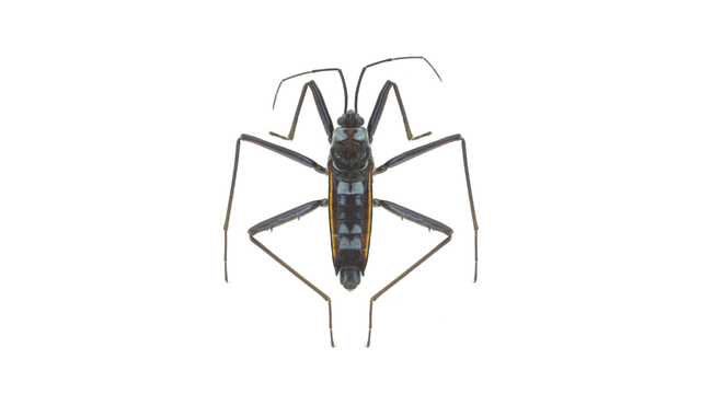 Habitus of male of Velia lii.