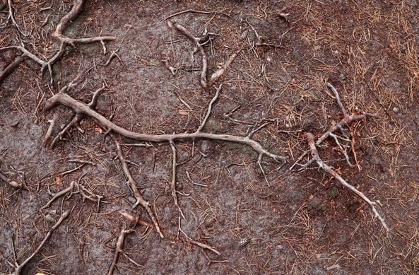 Close-up view of intricate, exposed tree roots sprawling across a textured, earthy forest floor. The roots, varying in thickness and length, create a natural, web-like pattern against the brown, needle-covered ground. The scene captures the raw, organic beauty of a woodland environment, highlighting the complexity and resilience of nature’s underground networks.