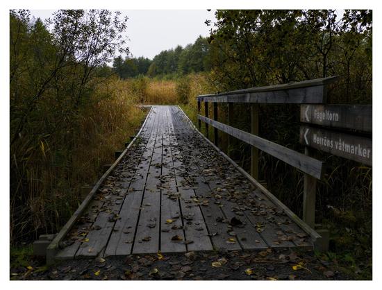 En liggande bild på en lövtäckt spång ut genom ett område med vass. På höger sida av spången är ett räcke och två skyltar med pilar i spångens riktning. Den över säger ”Fågeltorn”, den undre ”Herröns våtmarker”.