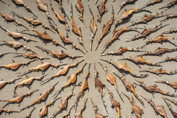 Scott Hedges will be showing his photography of the impacts of the algal bloom. (Supplied: Scott Hedges) ABC News