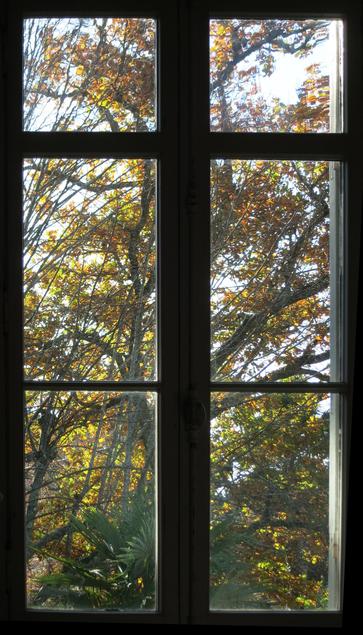 Couleurs d’automne des arbres à travers une fenêtre fermée.  le feuillage est clairsemé et on voit le ciel.