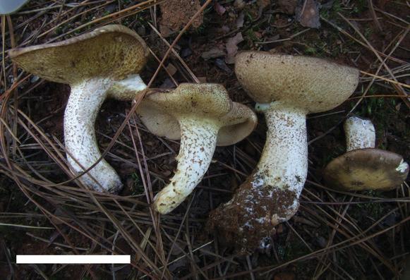 Basidiomata of Suillus aenoplacidus, holotype. Scale bar: 5 cm.