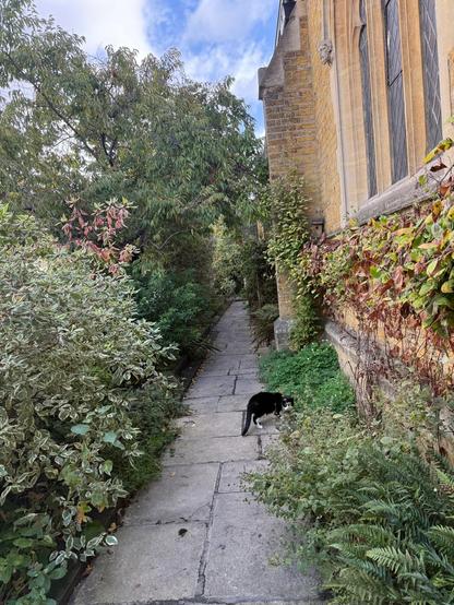Black and white cat exploring the church garden
