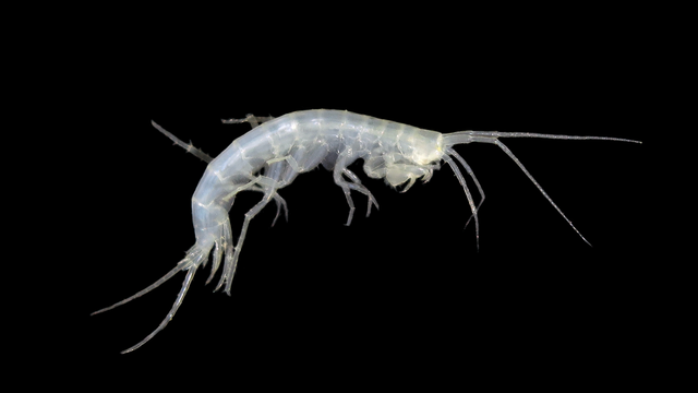 Niphargus primoricus, holotype ♂, general lateral view.