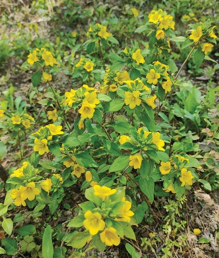 Lysimachia speciosa, flowering plants.