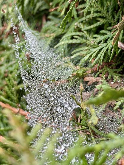 Ein Nahaufnahmebild zeigt einen Spinnennetz, das zwischen den Zweigen eines grünen buschigen Strauches oder Baumes gespannt ist. Das Netz ist von zahlreichen kleinen Tropfen bedeckt, die das Licht reflektieren und es sichtbar machen. Die Zweige sind dunkelgrün und dicht beieinander, wobei einige Nadeln in den Vordergrund ragen. Das Netz ist unregelmäßig geformt und scheint sich zwischen mehreren Zweigen zu erstrecken. Der Hintergrund ist unscharf, wodurch der Fokus auf das Netz und die Zweige im Vordergrund gelegt wird.