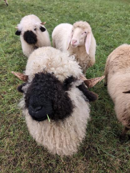 Ein Walliser Schwarznasenschaf mit typisch schwarz bewolltem Gesicht zum weißen Körper streckt den Kopf in die Kamera. Dahinter noch zwei Schafe, die interessiert in die Kamera schauen.