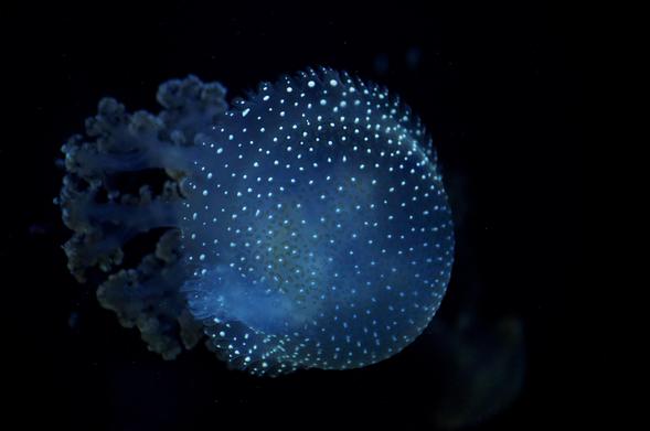 Qualle im Aquarium des Duisburger Zoos