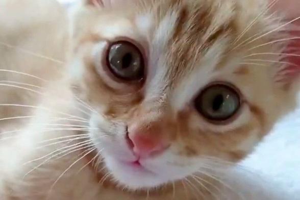 かわいい「子猫」が成長した結果→まさかの変化に思わず目を疑う | LIMO | くらしとお金の経済メディア