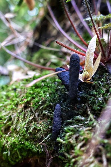 A close-up of slender, dark-coloured fungi emerging from a lush bed of vibrant green moss in a forest setting. The fungi, with their elongated, finger-like shapes, stand out against the soft, textured moss and surrounding organic debris. Delicate dried leaves and thin plant stems are visible in the background, adding to the natural, earthy atmosphere of this woodland scene. The image captures the intricate details of forest floor life, highlighting the contrast between the fungi and the moss.