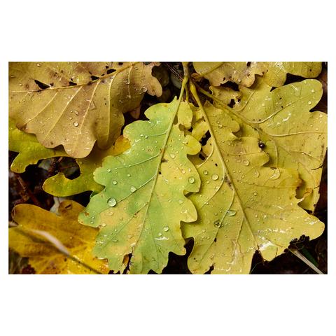 Closeup of yellow-green fallen leaves covered in raindrops.